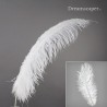 Large White Ostrich Feathers 
