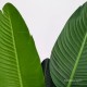 Realistic Artificial Large Plants Rental Singapore