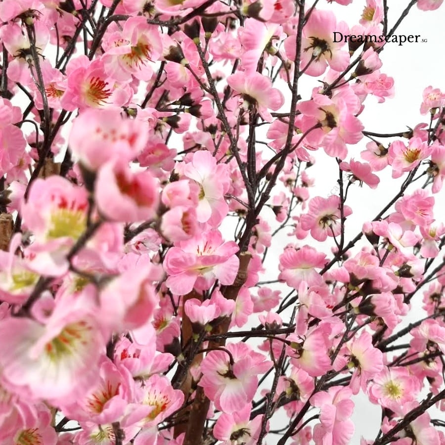 Extra Tall Cherry Blossom Sakura Tree Plant Rental SG Dreamscaper.sg